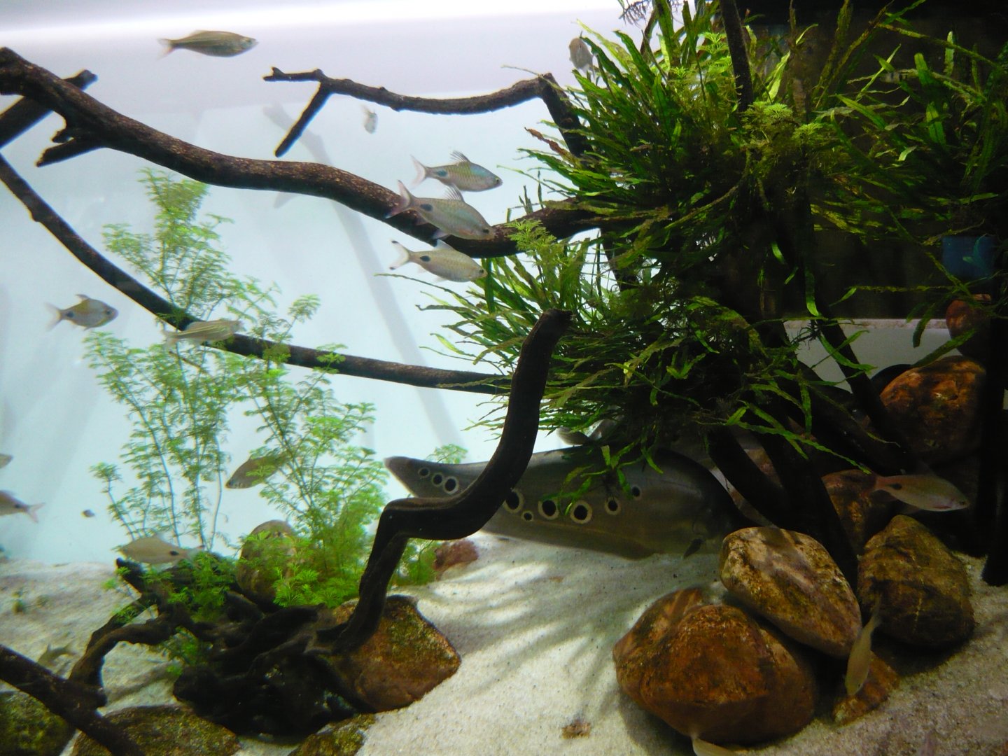 Tropical Asian freshwater tank
