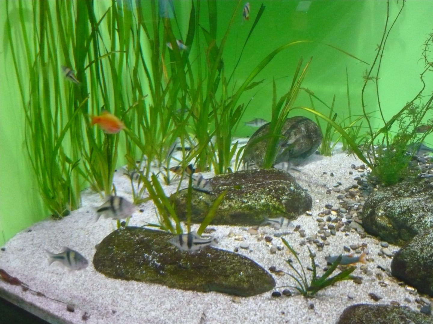 Tropical Asian freshwater tank