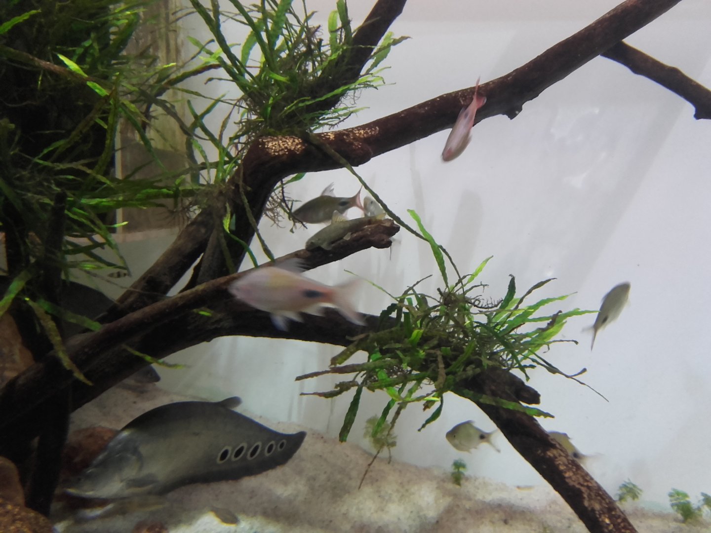 Tropical Asian freshwater tank