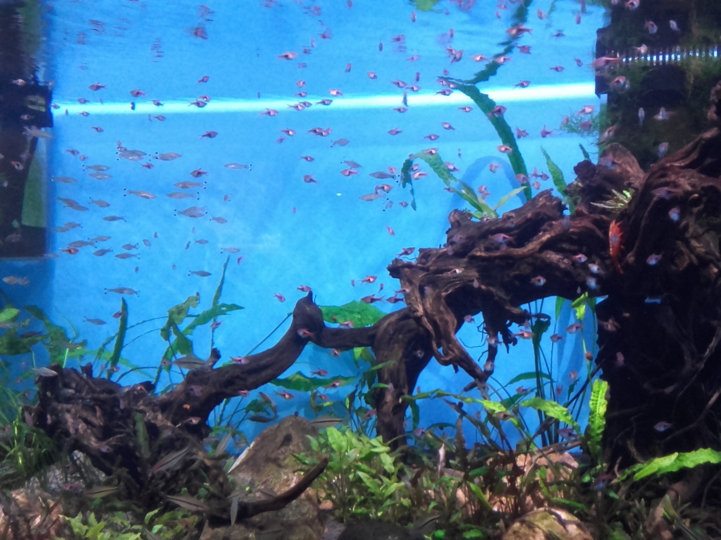 Tropical Asian freshwater tank