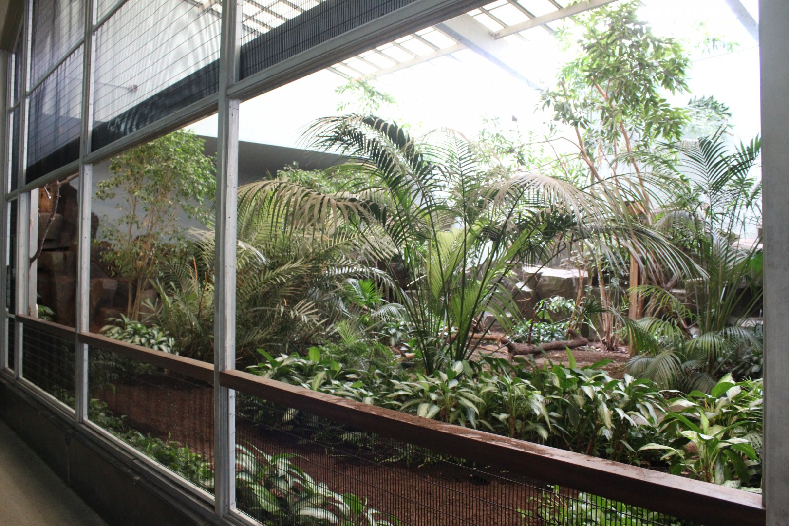 Tropical Aviary (9 Species) - Feathers & Scales