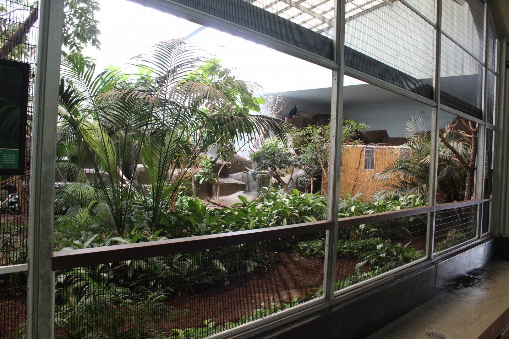 Tropical Aviary (9 Species) - Feathers & Scales