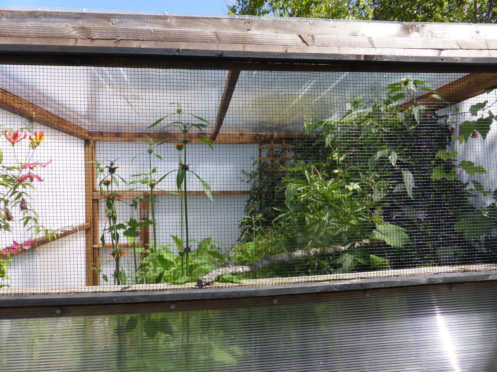 Tropical aviary with plenty of cover .