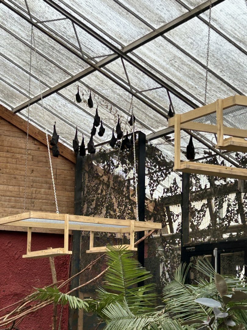 Tropical bat hall