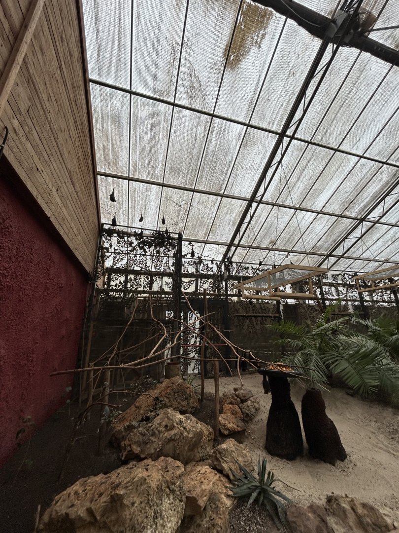Tropical bat hall