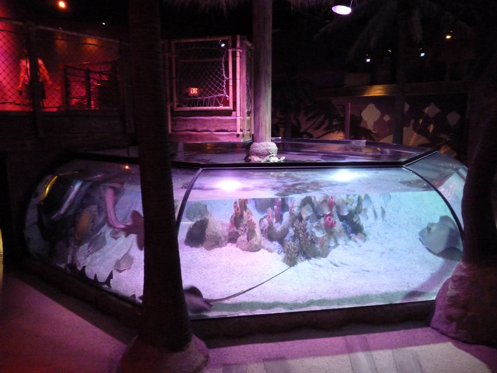 Tropical Bay Of Rays