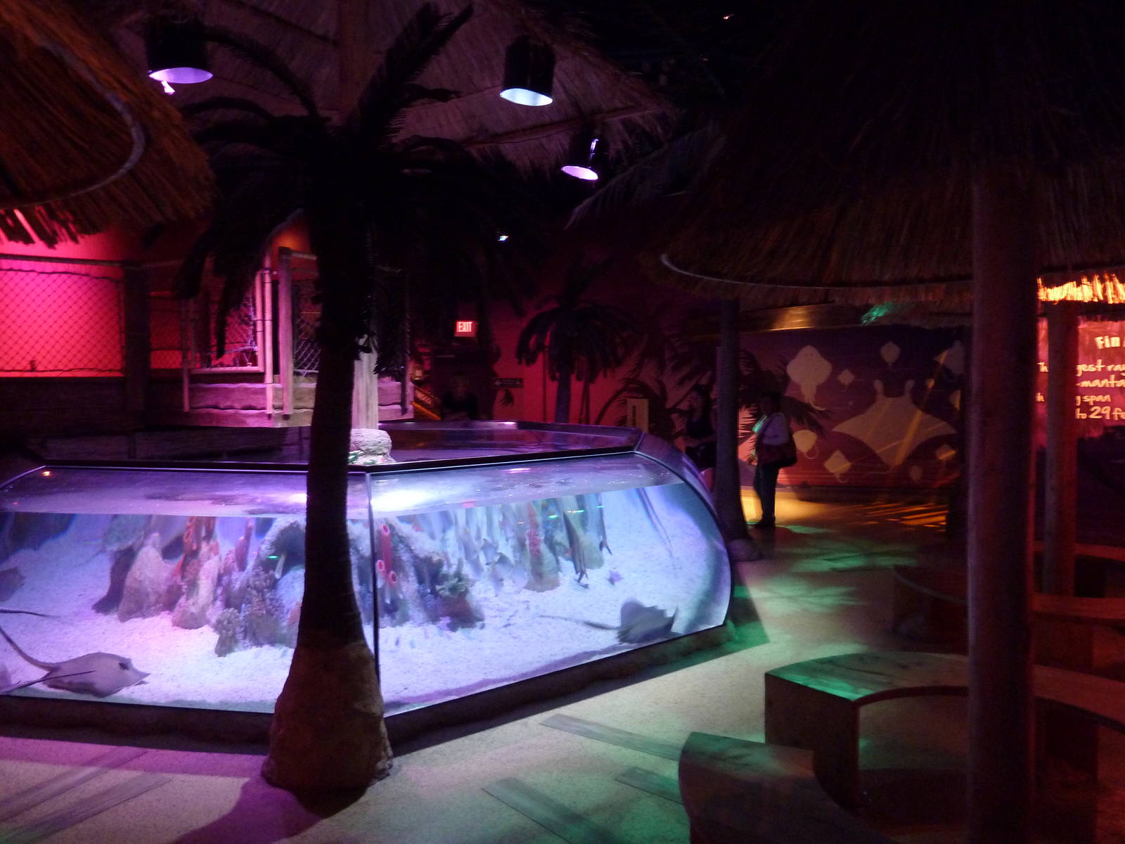 Tropical Bay Of Rays