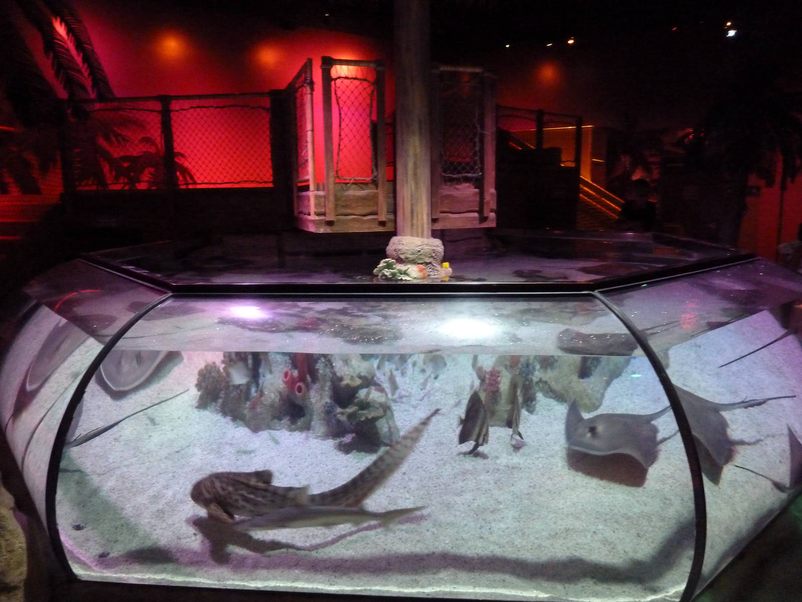 Tropical Bay Of Rays