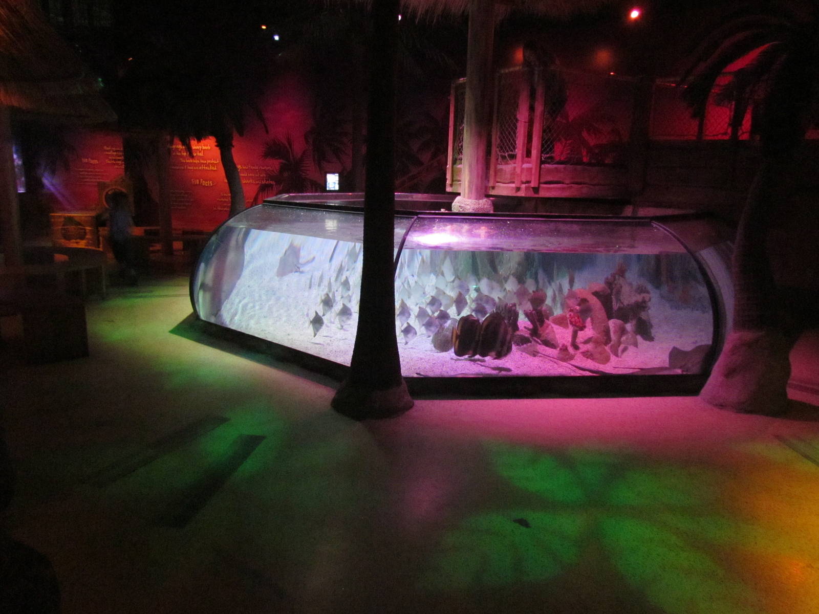 Tropical Bay of Rays