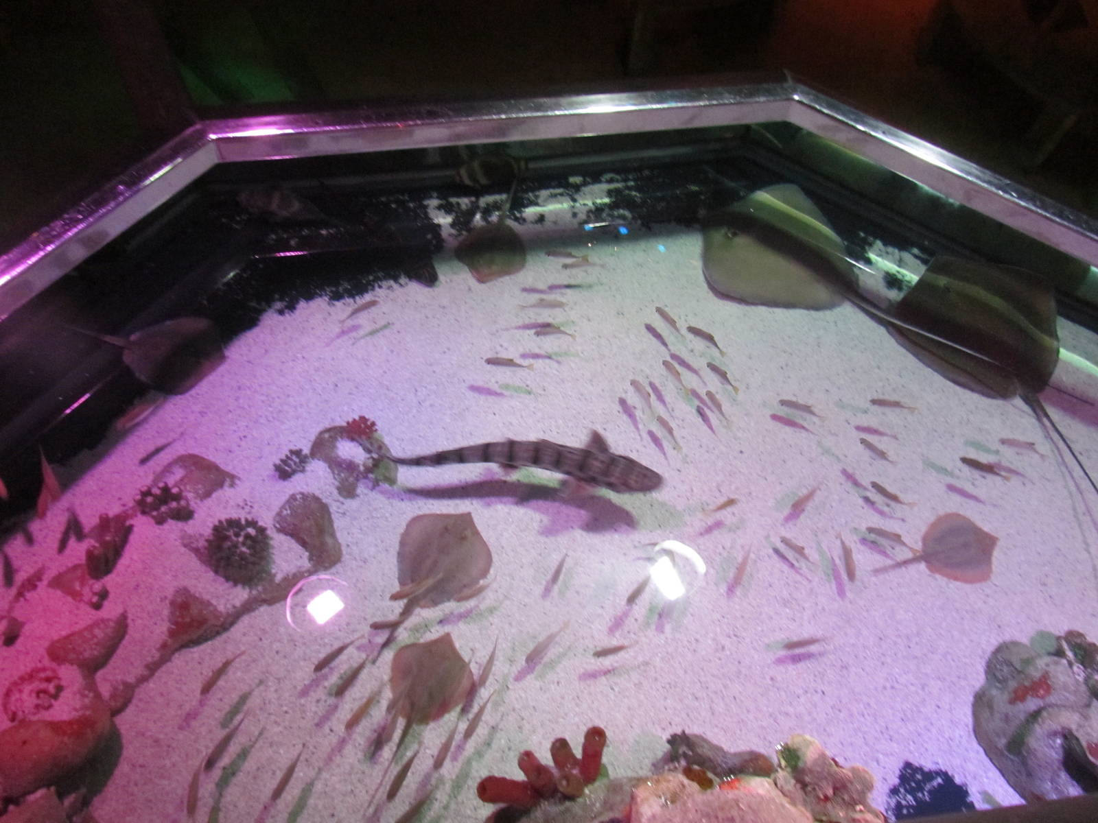 Tropical Bay of Rays