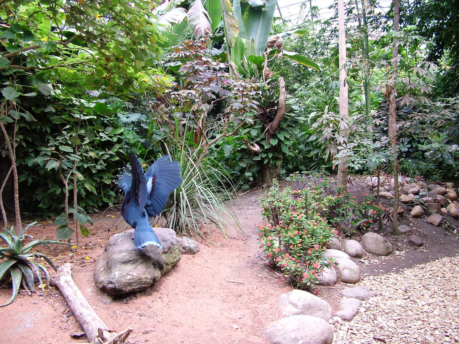 Tropical Bird Free-Flight Exhibit at Dvur Kralove, 27/08/12