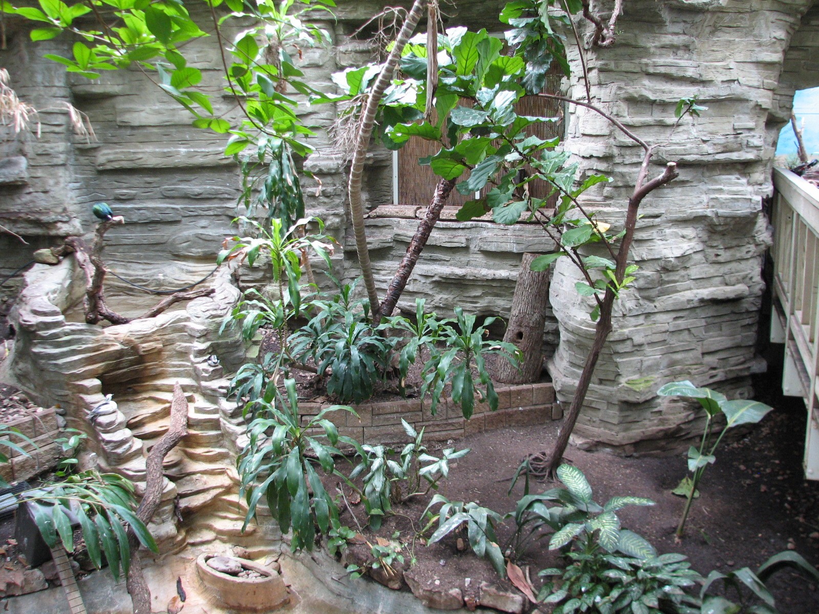 Tropical Bird House - Aviary Interior