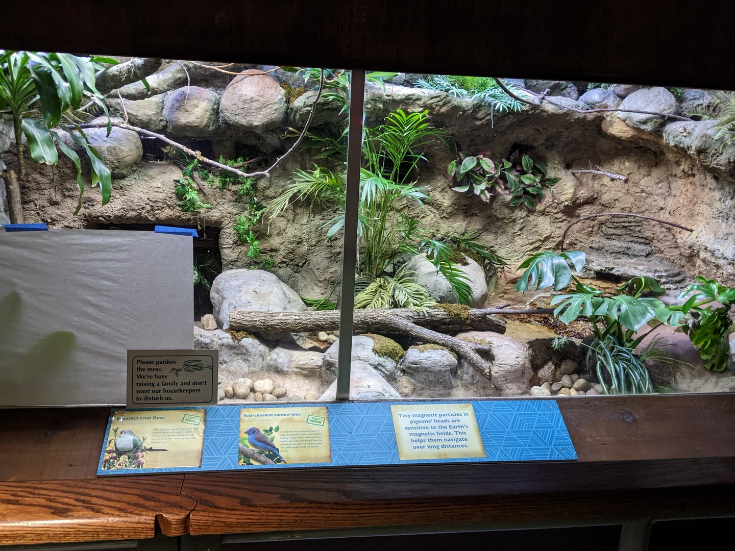 Tropical Bird House  - Beautiful Fruit Dove & Red-Cheeked Cordon Bleu Exhibit