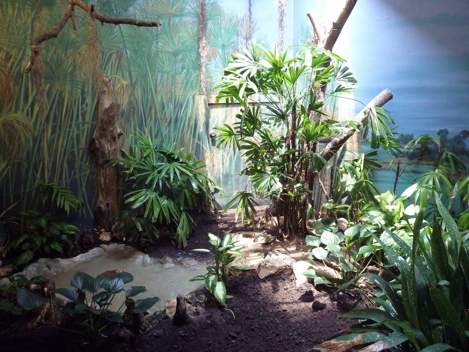 Tropical Bird House - Blue Breasted Kingfisher Exhibit