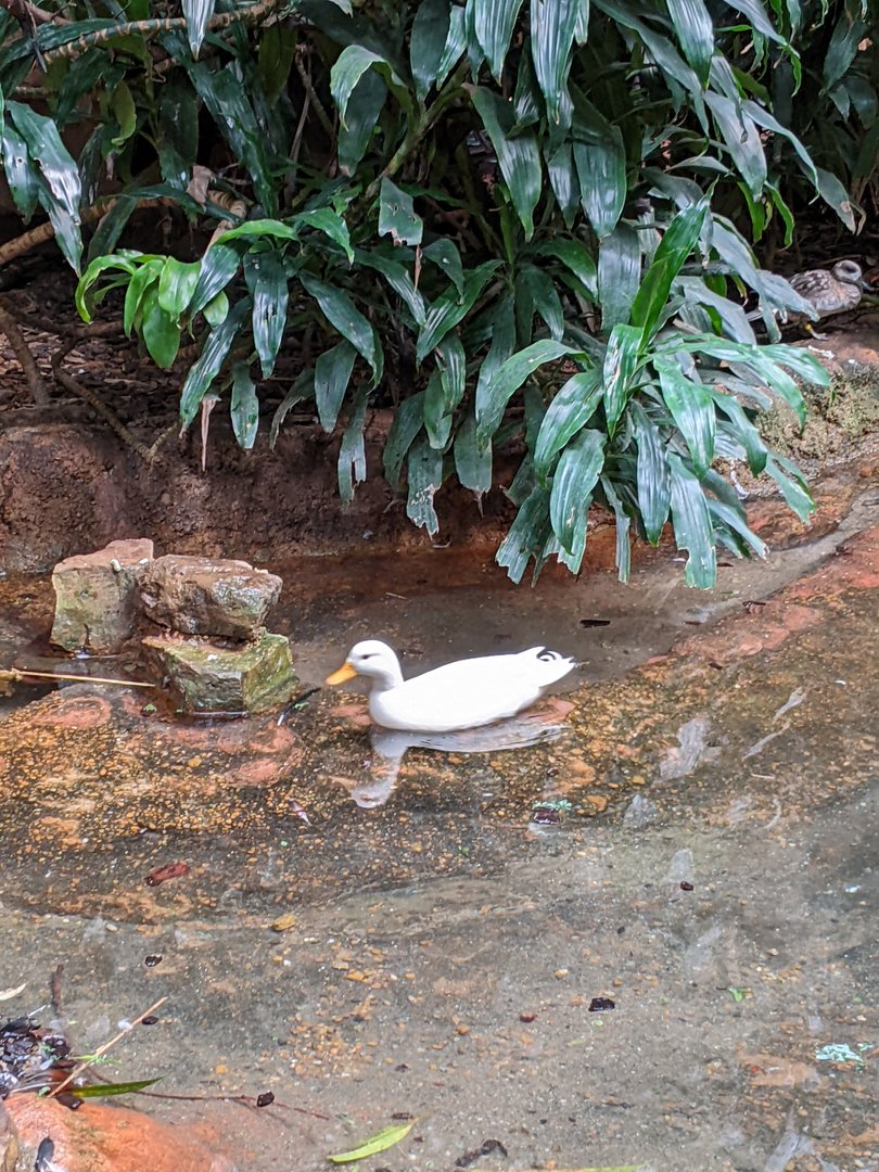 Tropical Bird House - Call Duck