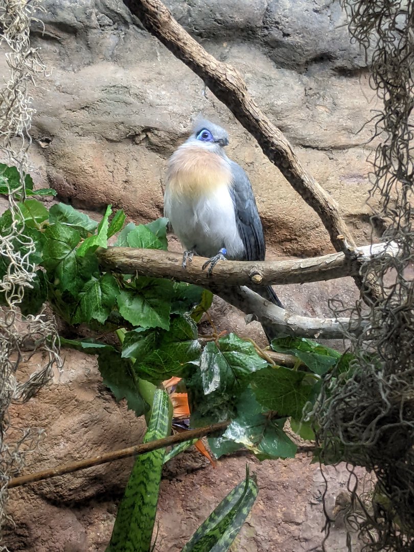 Tropical Bird House - Crested Coua
