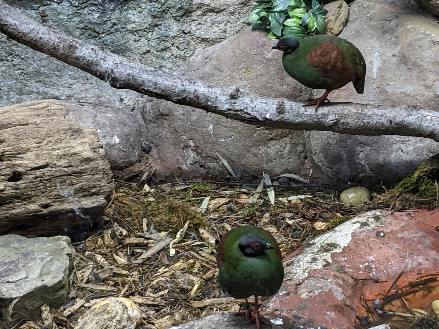 Tropical Bird House - Crested Wood Partridge