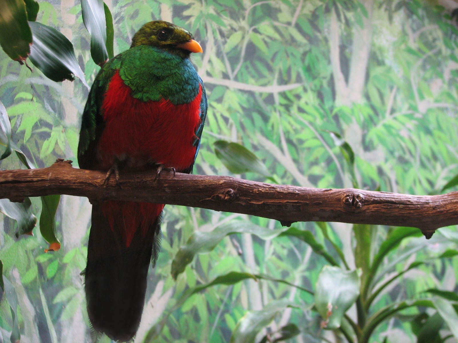 Tropical Bird House - Golden-headed Quetzal
