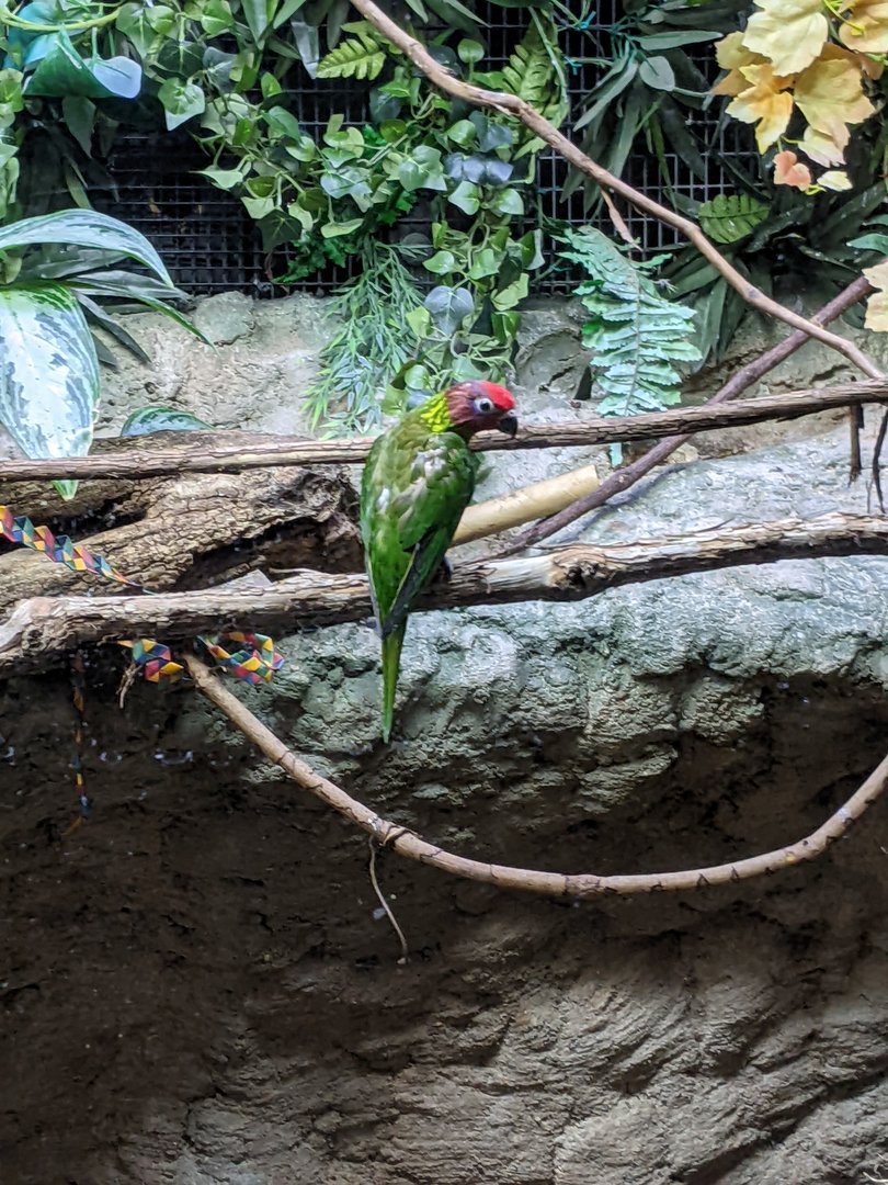Tropical Bird House - Goldie's Lorikeet