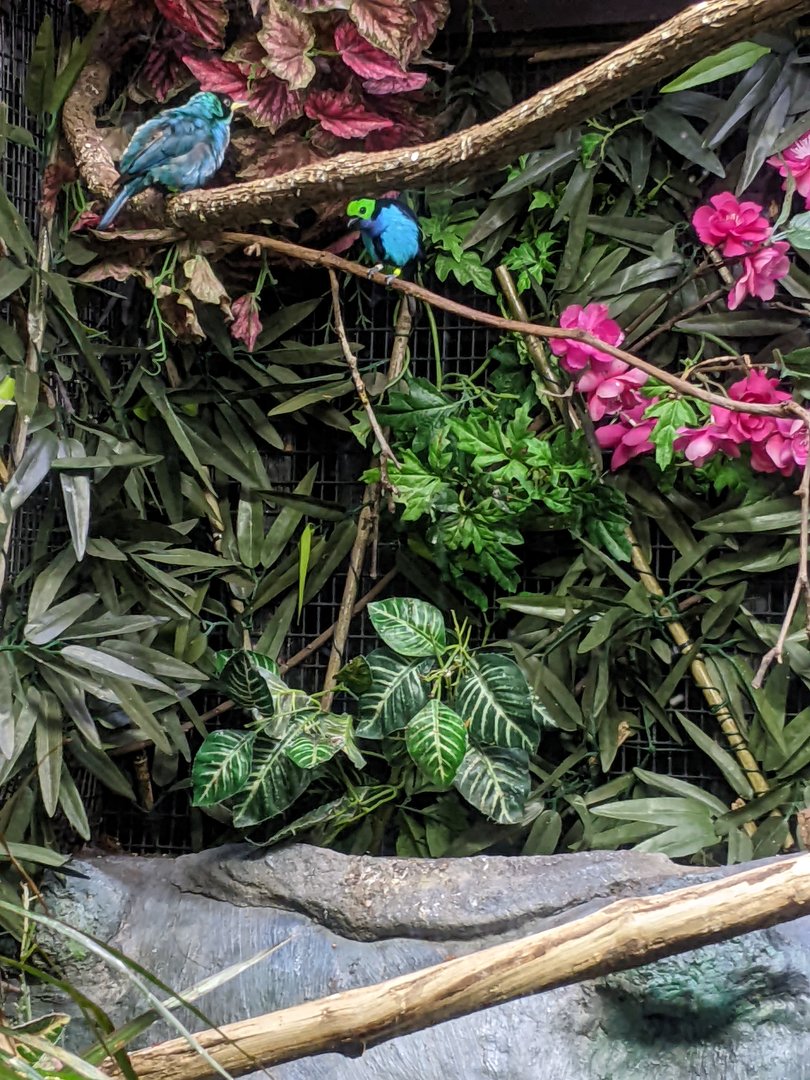 Tropical Bird House - Green Honeycreeper & Paradise Tanager