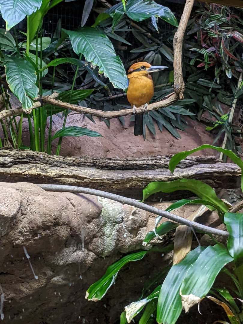 Tropical Bird House - Guam Kingfisher