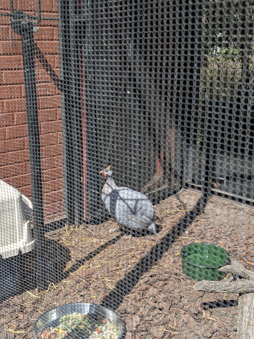 Tropical Bird House - Guineafowl (Seen in one of the outside aviaries)