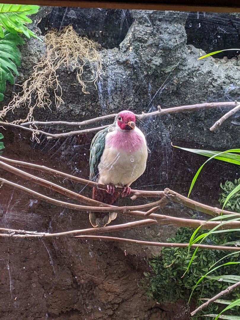 Tropical Bird House - Jambu Fruit Dove