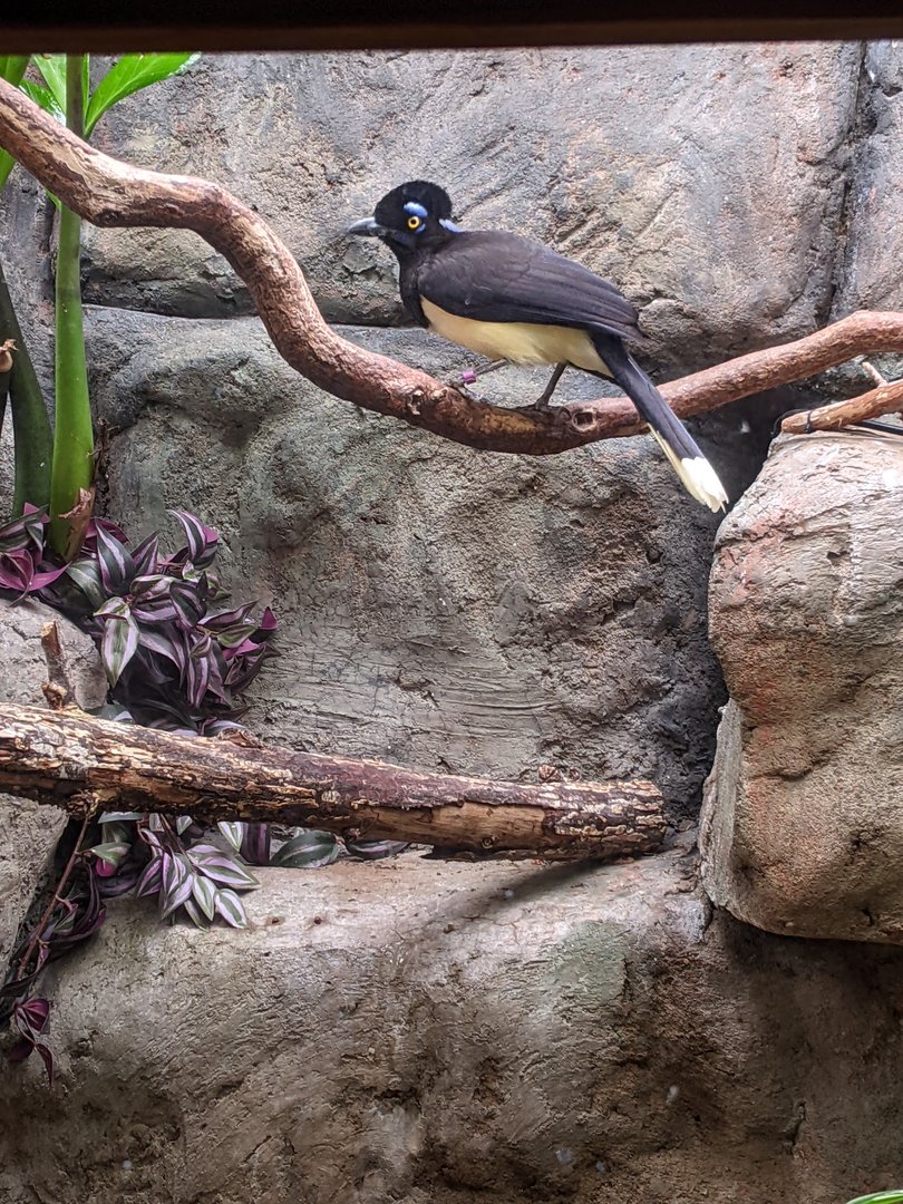 Tropical Bird House - Plush-Crested Jay