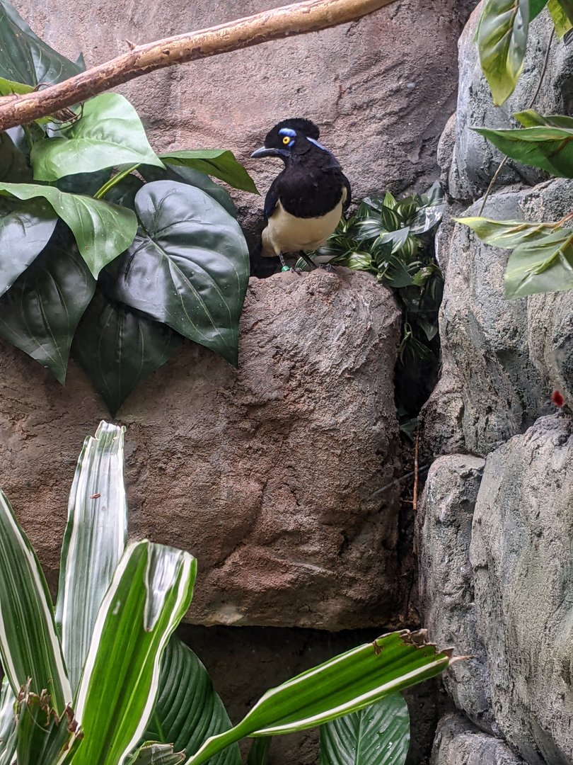 Tropical Bird House - Plush Crested Jay