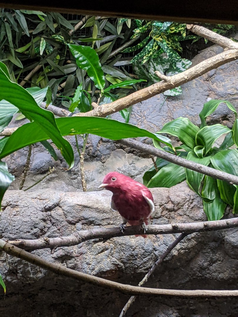 Tropical Bird House - Pompadour Cotinga