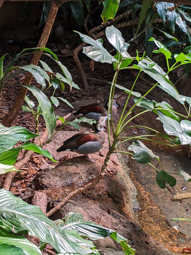 Tropical Bird House - Ringed Teal
