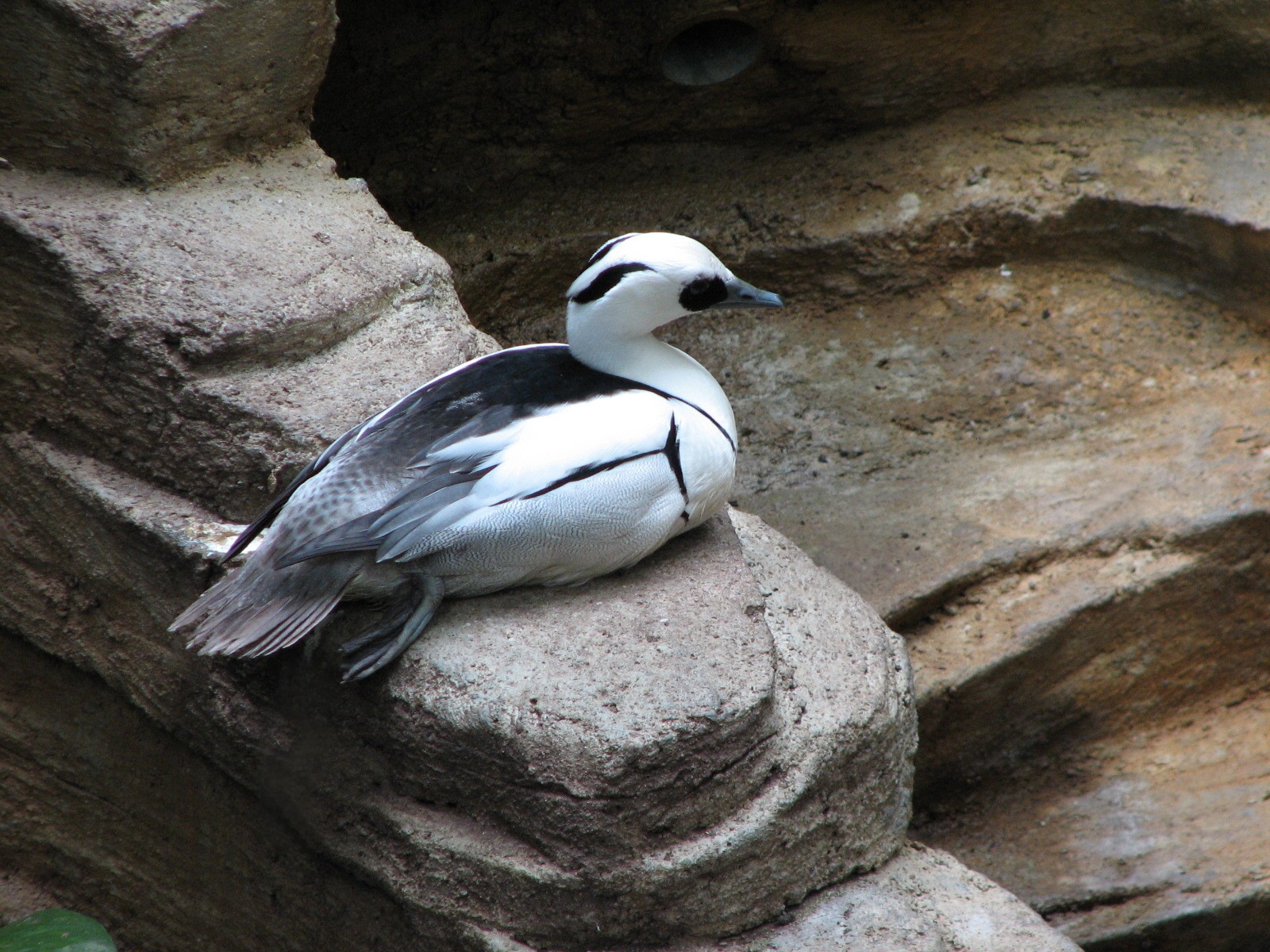 Tropical Bird House - Smew