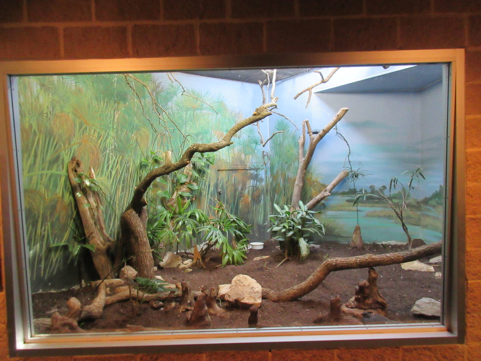 Tropical Bird House - White-Bellied Go-Away Bird Exhibit