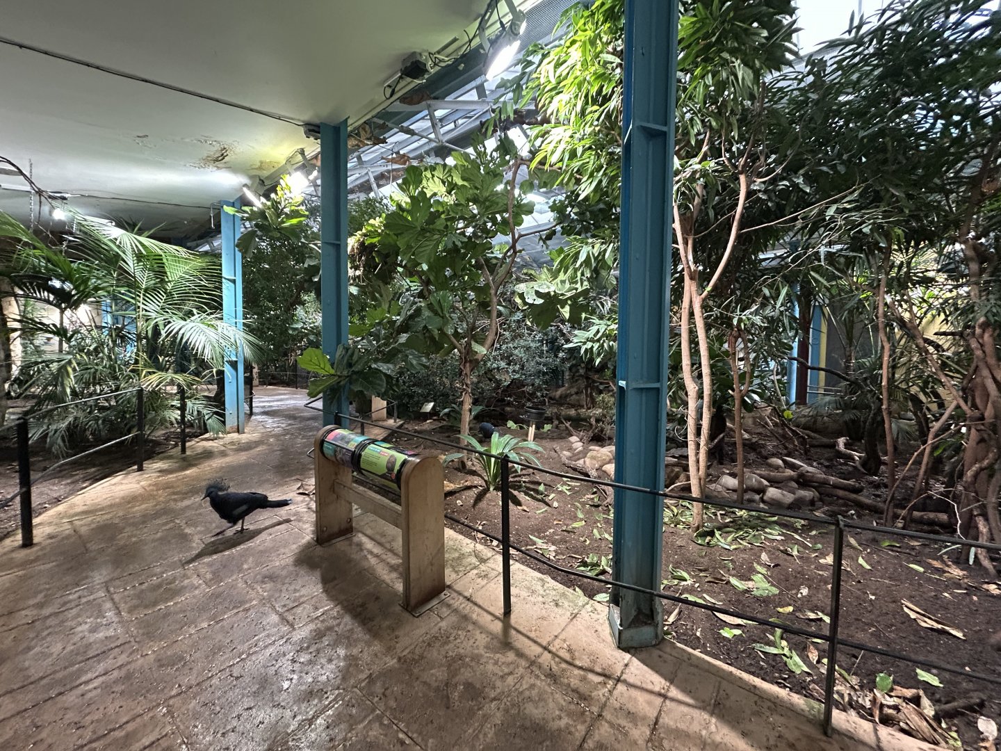 Tropical Bird Walkthrough - Blackburn Pavillon