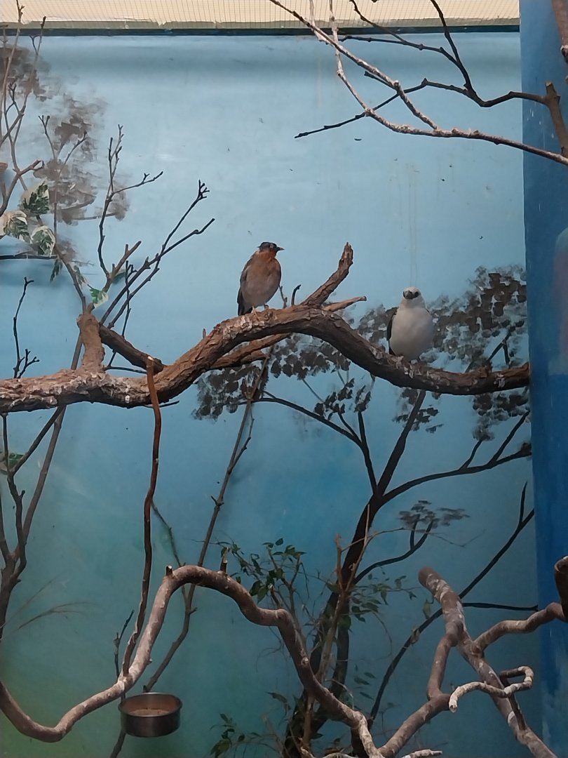 Tropical Birdhouse - Brahminy Starling and White-headed Buffalo Weaver