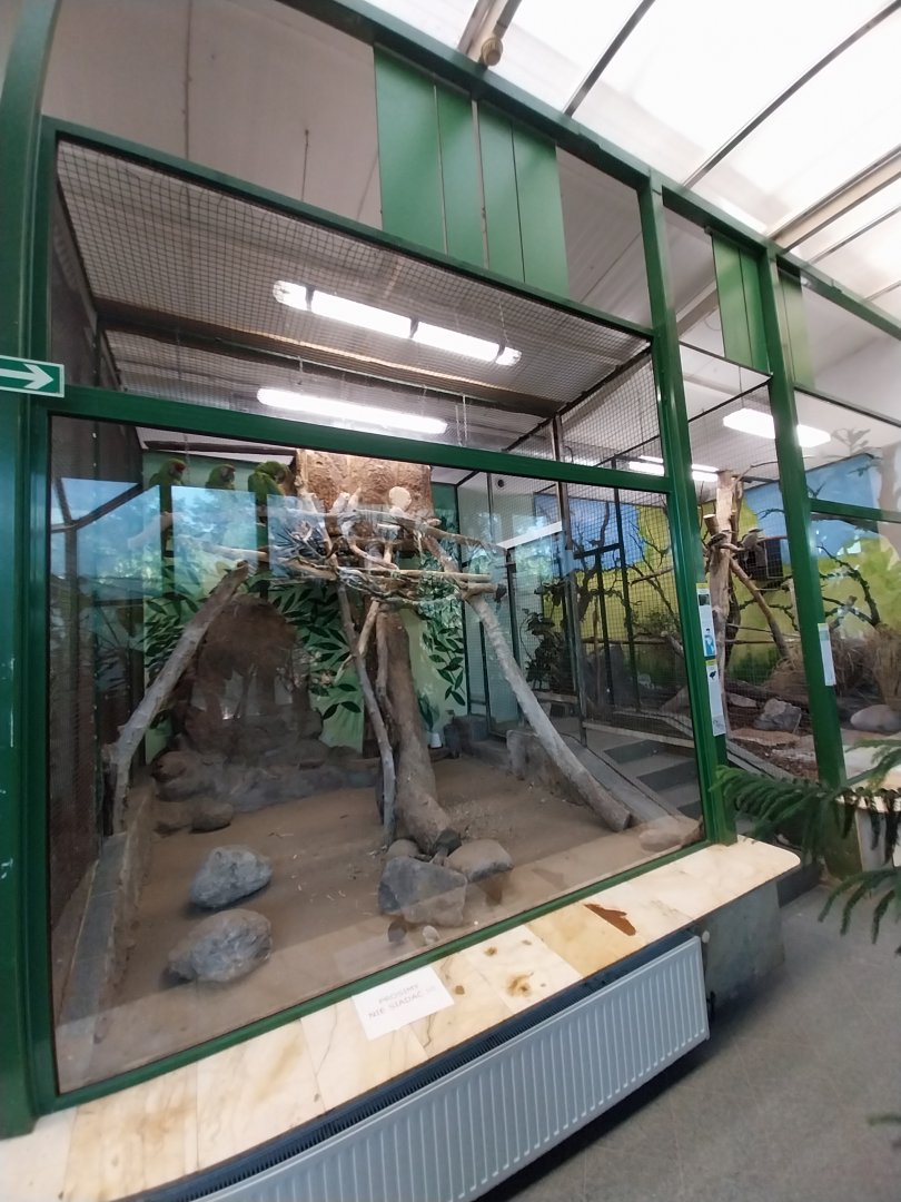 Tropical Birdhouse - Buffon's Macaw (Ara ambiguus) aviary