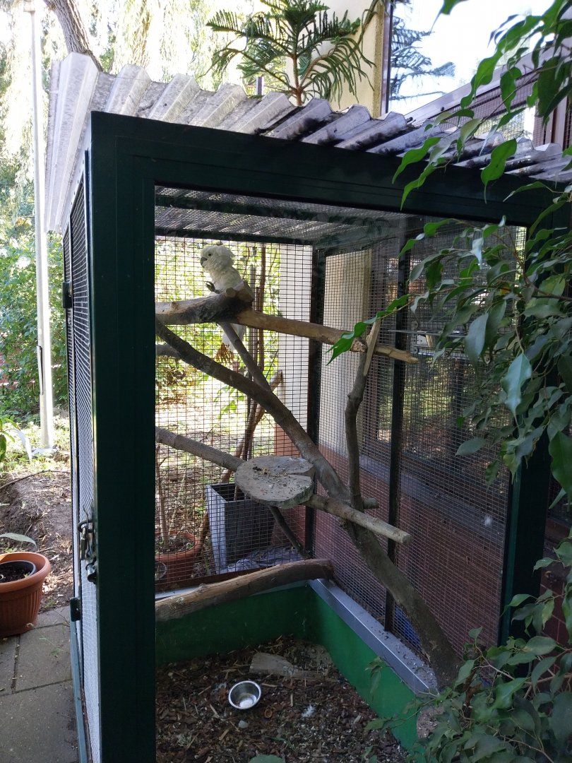 Tropical Birdhouse - Cacatua alba