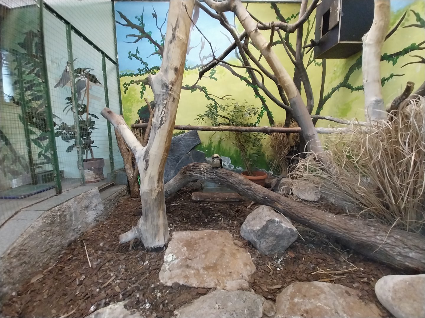 Tropical Birdhouse - Laughing Kookaburra (Dacelo novaeguineae) aviary