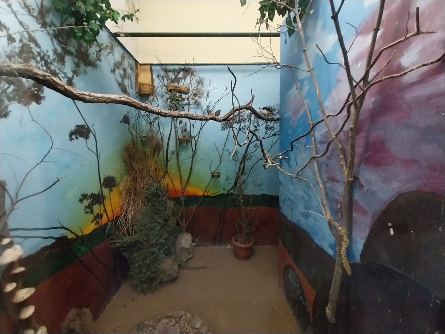 Tropical Birdhouse - Mixed species aviary