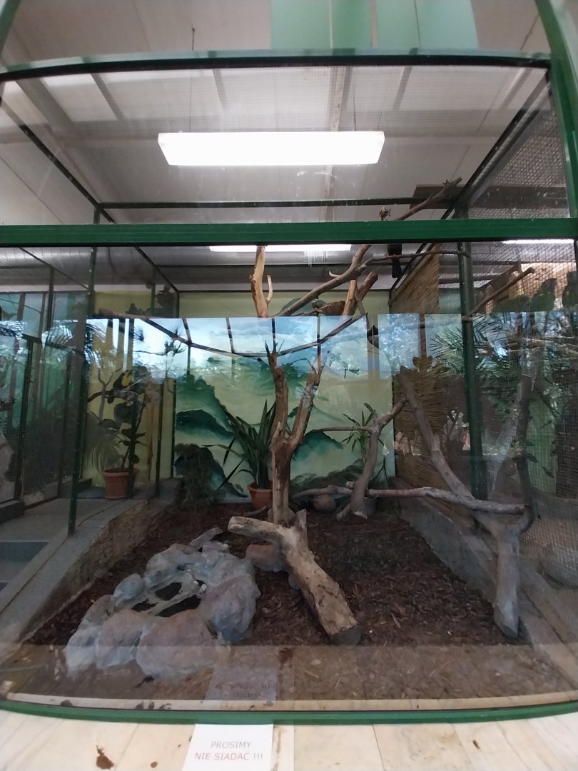 Tropical Birdhouse - Red Crested Turaco (Tauraco erythrolophus) aviary