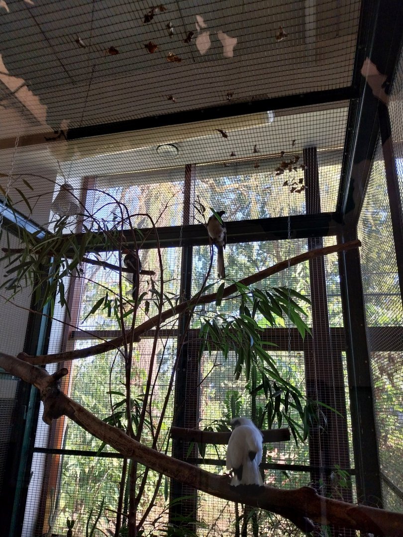 Tropical Birdhouse - Von der Decken's Hornbill (Tockus deckeni) and Bali Myna (Leucopsar rothschildi)