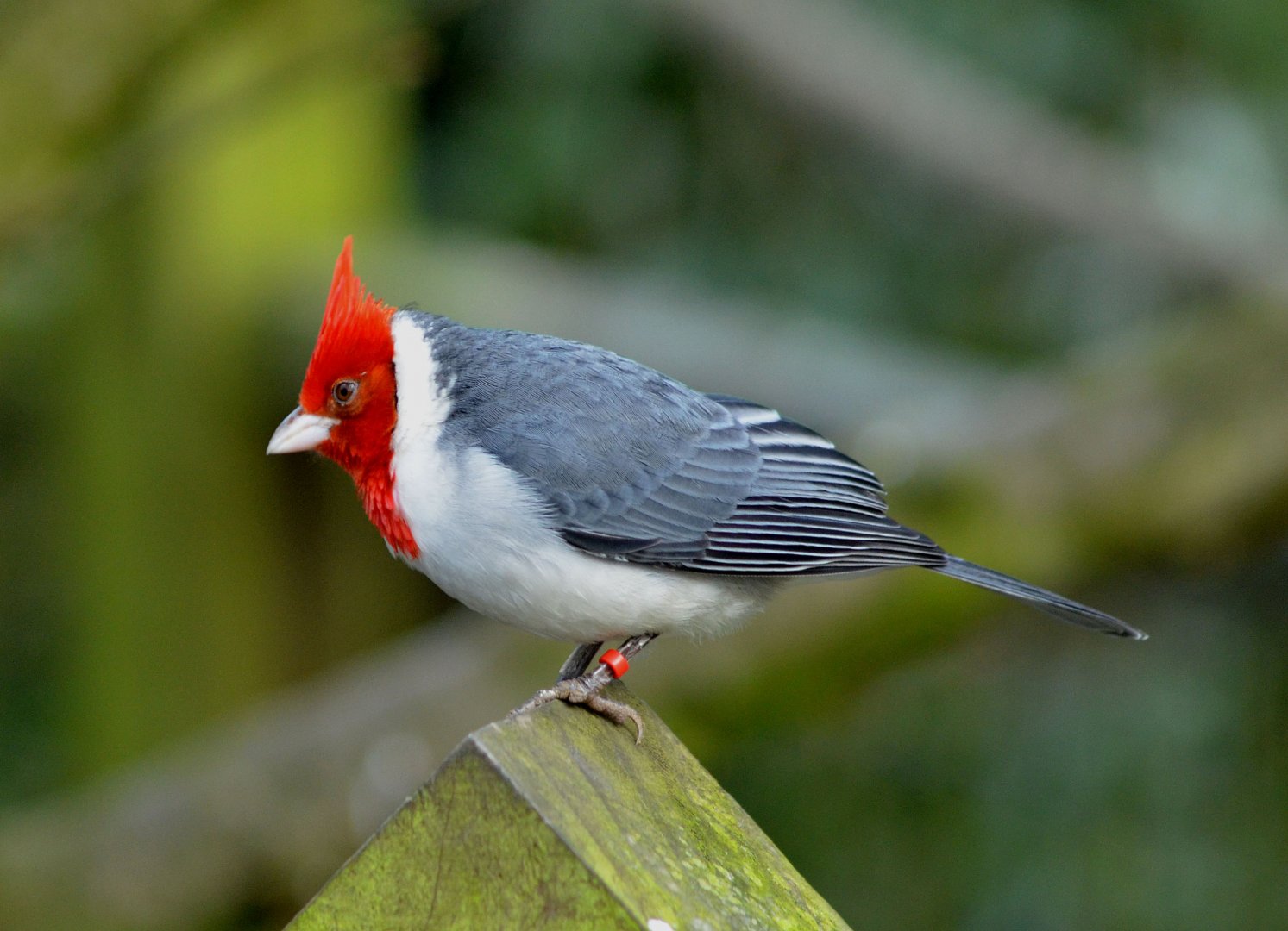- TROPICAL BIRDLAND 23 02 2018 (1700)