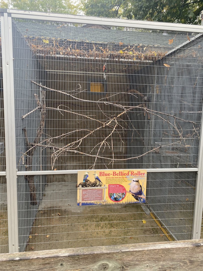 Tropical Birds - Blue-Bellied Roller Exhibit