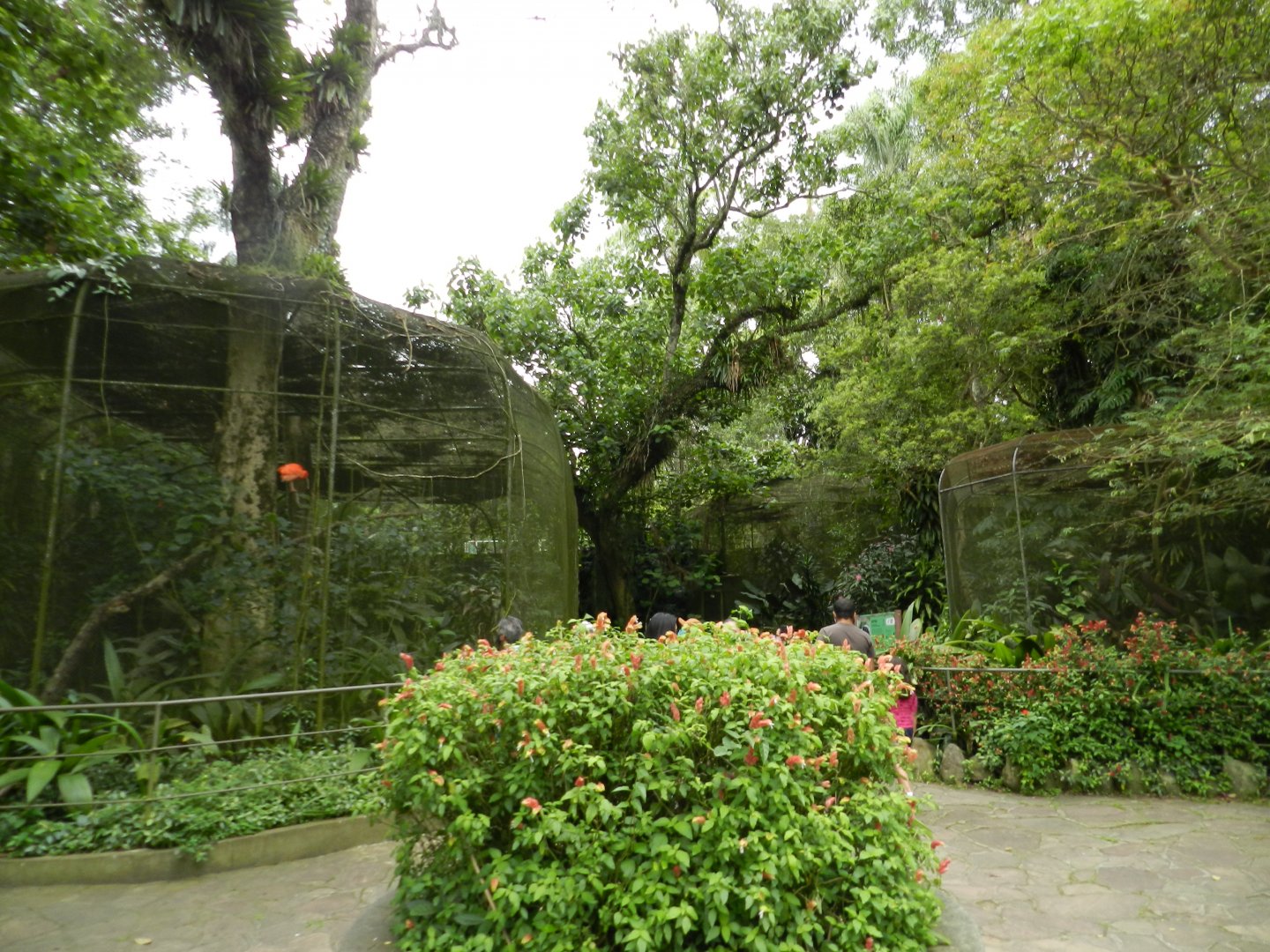 Tropical birds complex - Zoo São Paulo