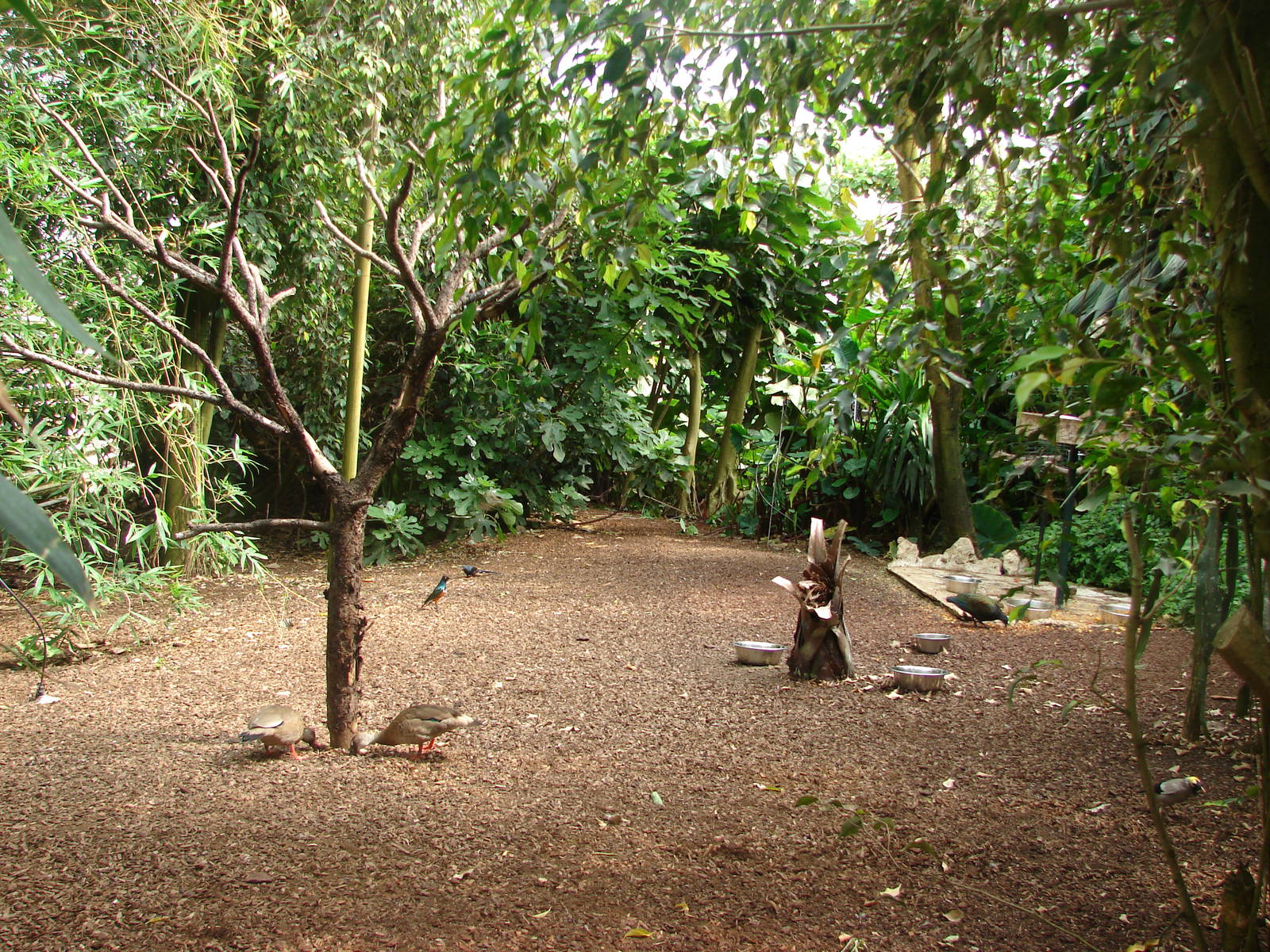 Tropical birds house