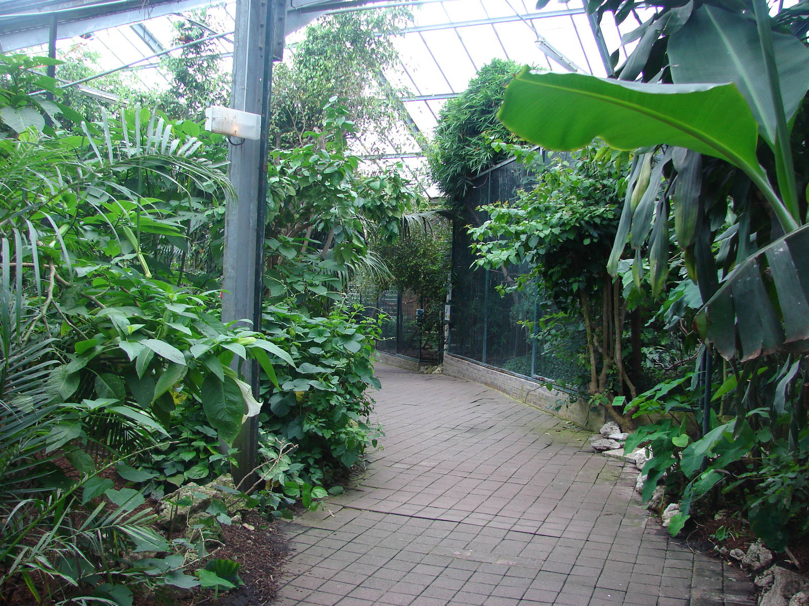 Tropical birds house