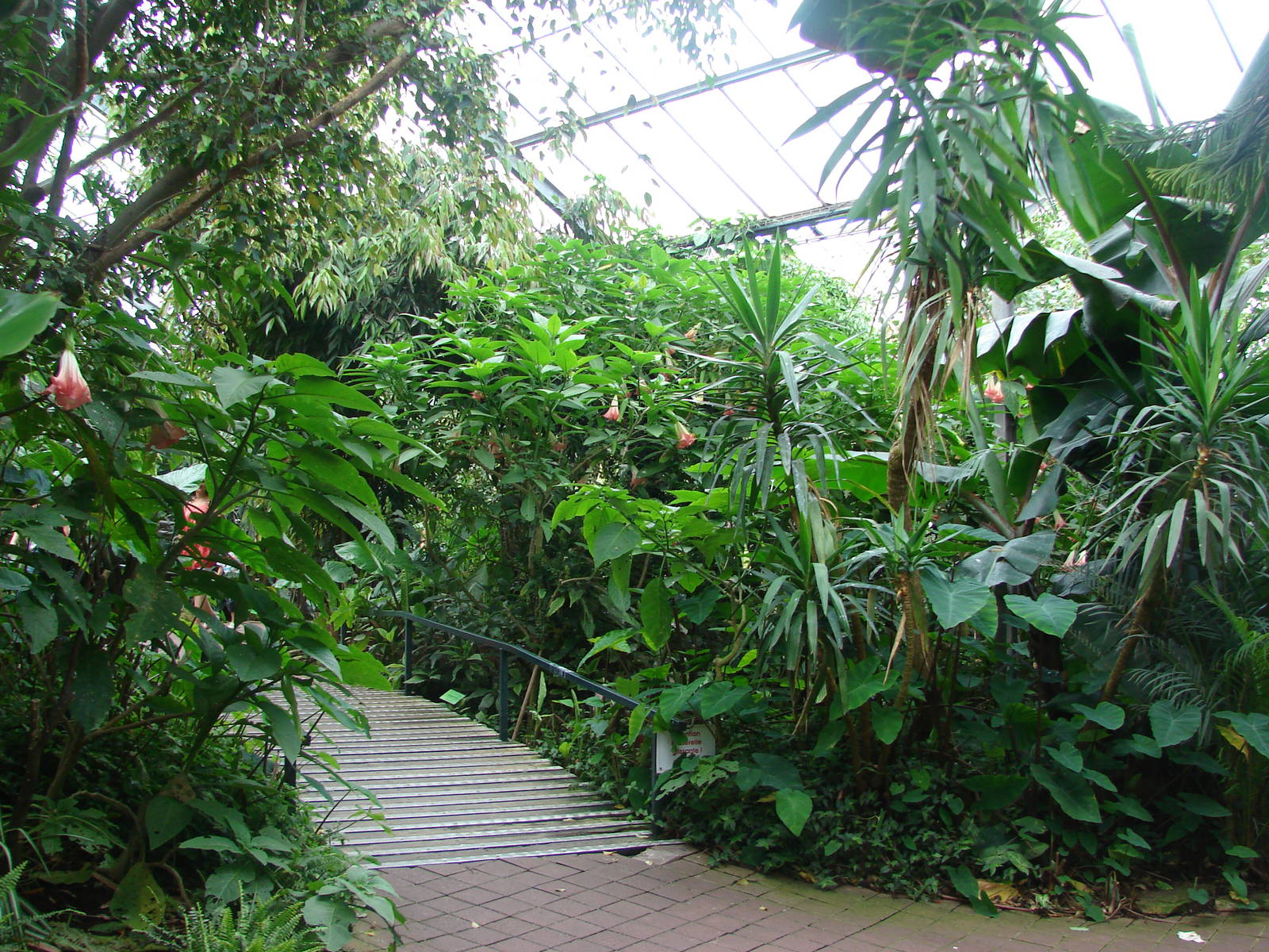 Tropical birds house