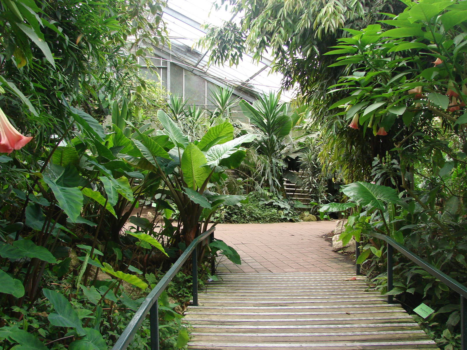 Tropical birds house