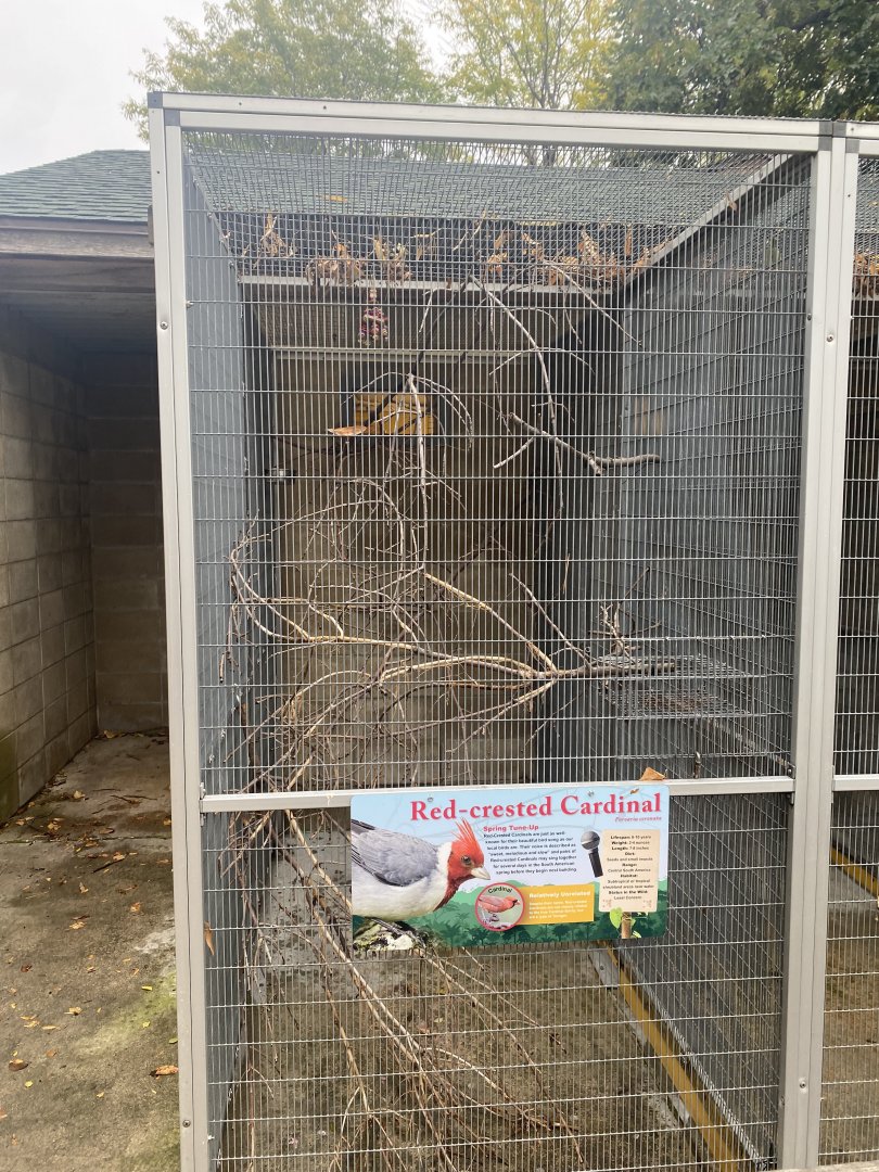 Tropical Birds - Red-Crested Cardinal Exhibit