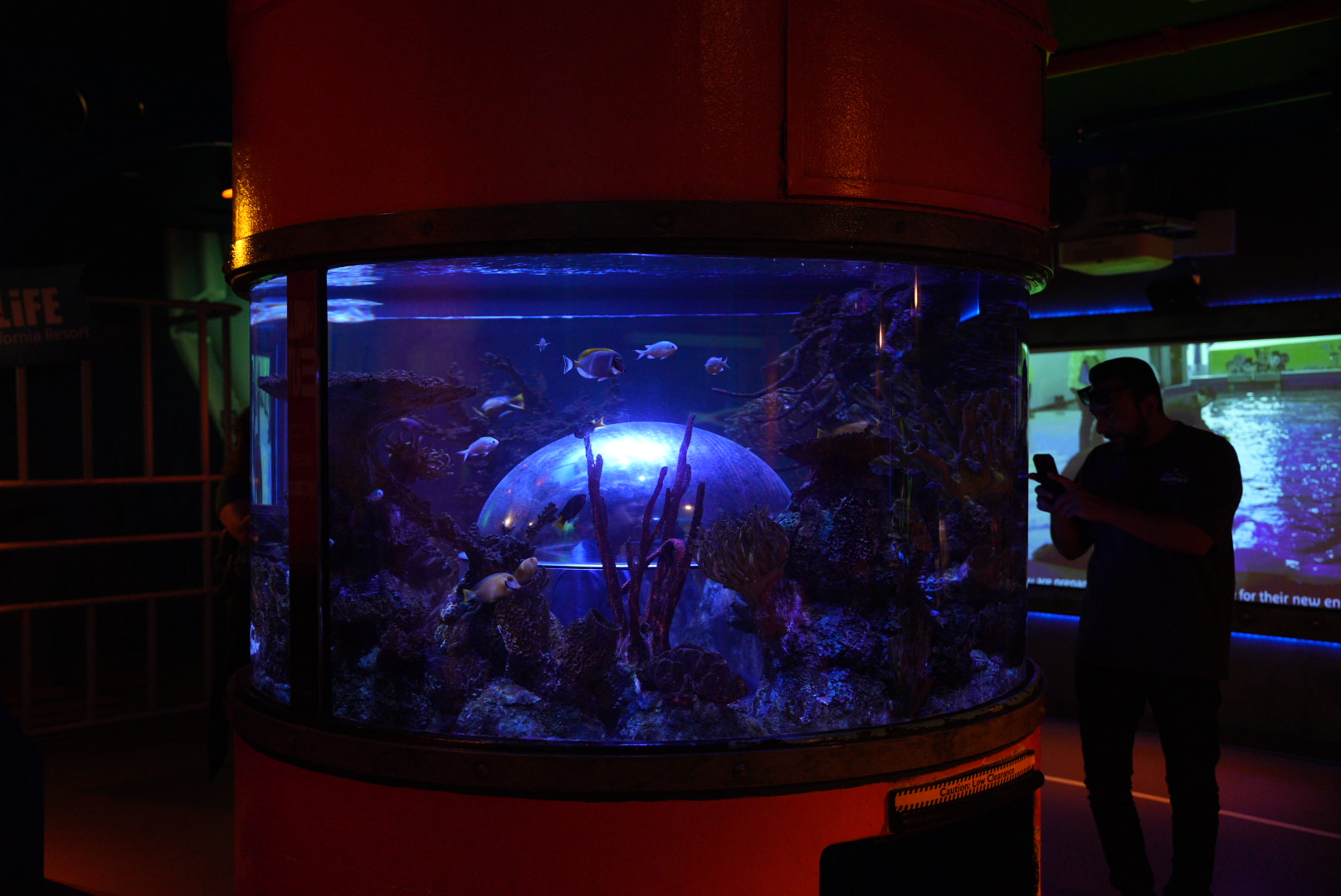 Tropical Bubble Window Tank